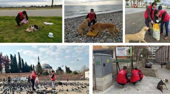 Gençlik Merkezleri Sokak Hayvanlarını Unutmadı