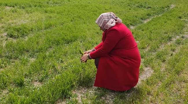 Afyonkarahisar’da hibeli dağıtılan tohumların arazi kontrolleri devam ediyor