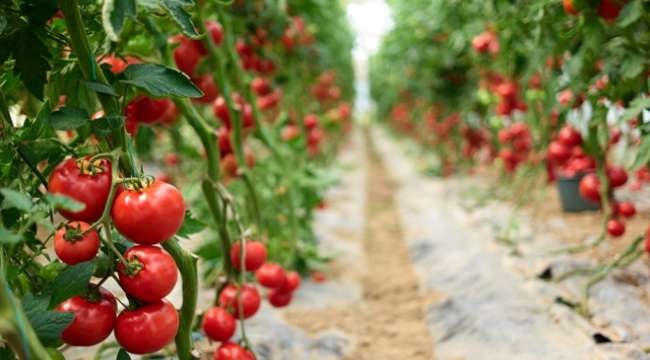 Rusya’ya domates ihracatında kota 350 bin tondan 500 bin tona çıkarıldı