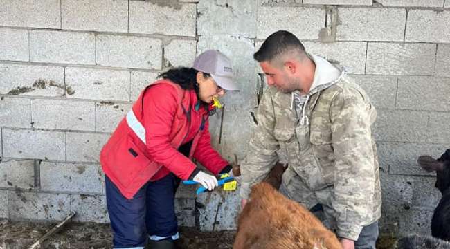 Sandıklı’da büyükbaş hayvanlara aşılama ve kimliklendirme yapılıyor