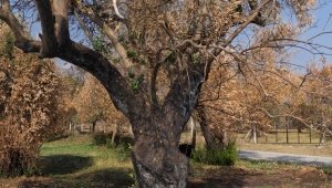 Zeytin Ağaçları Küllerinden Doğacak