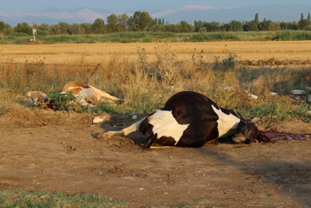 3 inek elektrik akımına kapıldı