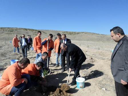 Bolvadin’e mavi ladin fidanı dikildi